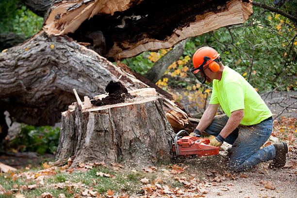 Seasonal Cleanup (Spring/Fall)